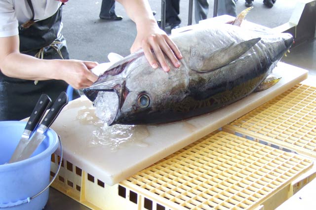 マグロの解体