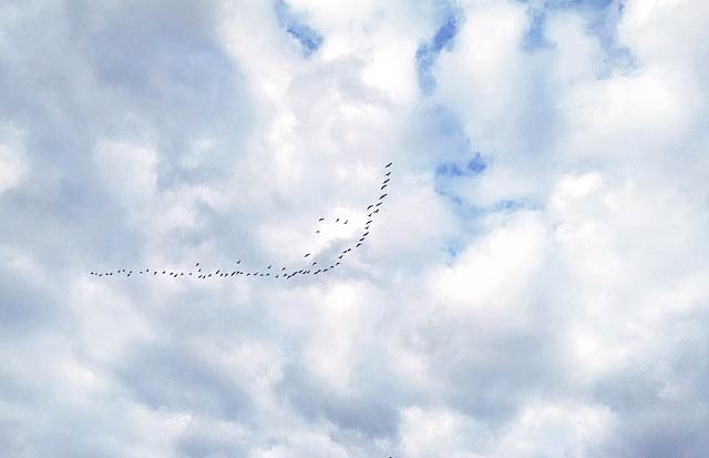 鳥の群れと雲