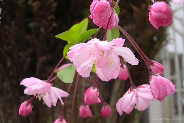 春の花の季語 木の花 赤 ピンク 紫系 春の季語