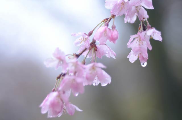桜に雨