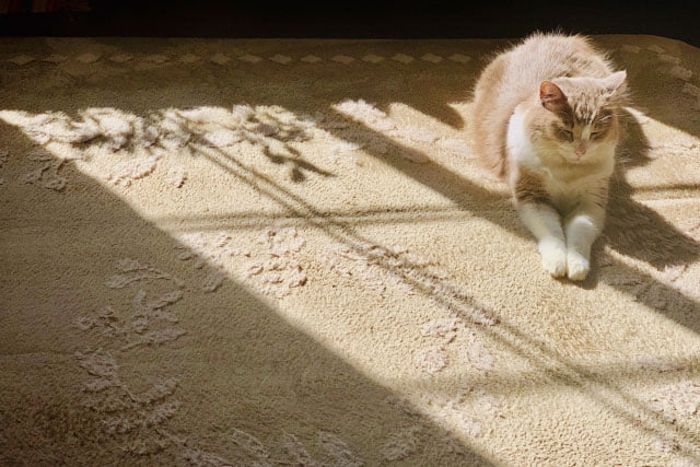 陽だまりの猫