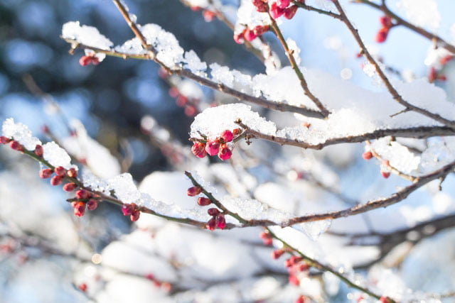 春の雪の季語