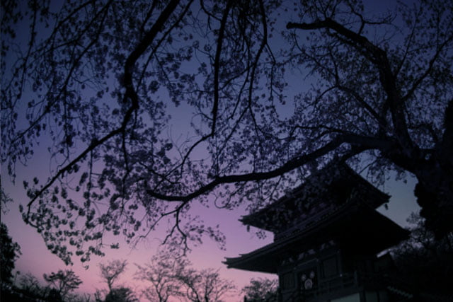 宵の桜とお寺
