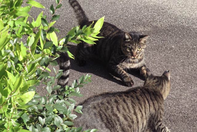 威嚇する二匹の猫