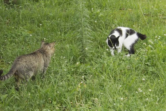 草原で出会う二匹の猫