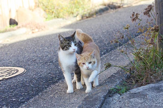 二匹の猫