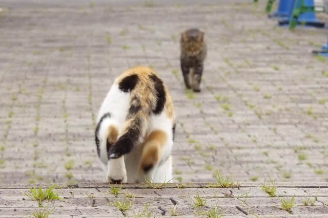 歩く後ろ姿の猫