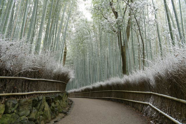 嵐山の竹林の淡雪