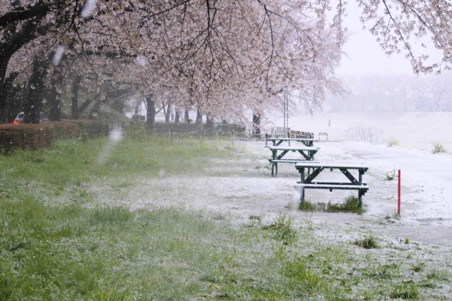 桜の公園に降る淡雪