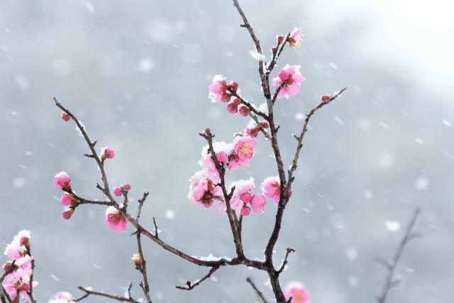 紅梅に降る雪