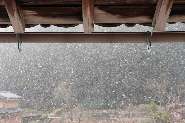 降る雪